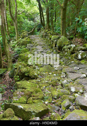 Steinigen Weg in einem feuchten subtropischen grünen Wald. Azoren, Portugal. Vertikal Stockfoto