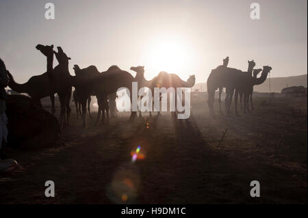 Kamele bei Sonnenuntergang die Camel Fair in Pushkar Rajasthan Indien Stockfoto