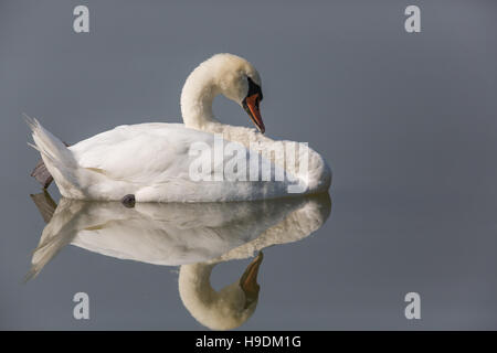 Perfekt gespiegelten Höckerschwan (Cygnus Olor) schwimmen Stockfoto