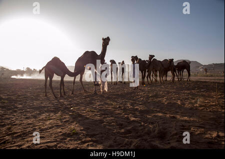 Kamele bei Sonnenuntergang die Camel Fair in Pushkar Rajasthan Indien Stockfoto