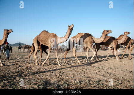 Gruppe von Kamele gehen bei Camel Fair in Pushkar Rajasthan Indien Stockfoto