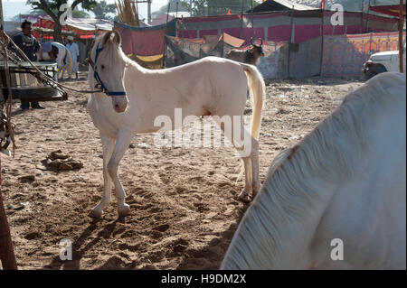 weißes Pferd zum Verkauf an Pushkar fair Rajasthan Indien Stockfoto