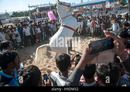 Pferd tanzen zu Dhol Trommel schlägt Pushkar Camel fair, Rajasthan, Indien Stockfoto