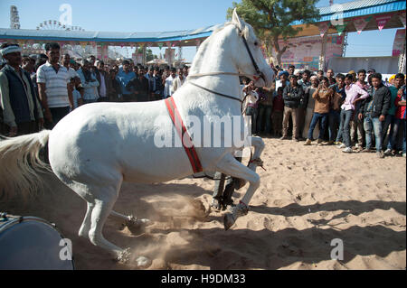 Pferd tanzen zu Dhol Trommel schlägt Pushkar Camel fair, Rajasthan, Indien Stockfoto