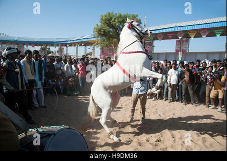 Pferd tanzen zu Dhol Trommel schlägt Pushkar Camel fair, Rajasthan, Indien Stockfoto