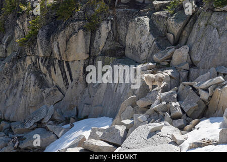 Bergziege steht auf einem Felsen in Oregon Wallowa Mountains. Stockfoto