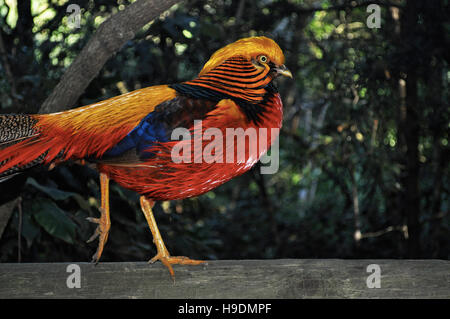 Südafrika: ein Goldfasan im Birds of Eden, der weltweit größten Freiflughalle und Vogelschutzgebiet in der Nähe von Plettenberg Bay Stockfoto