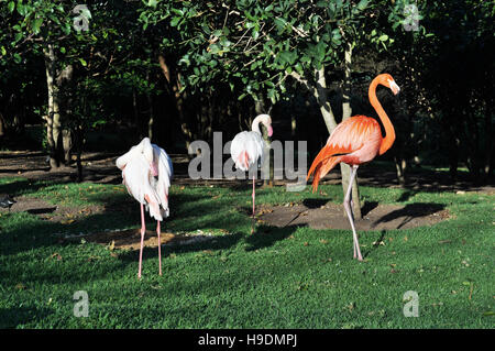 Südafrika: Flamingos im Birds of Eden, der weltweit größten Freiflughalle und Vogelschutzgebiet in der Nähe von Plettenberg Bay Stockfoto