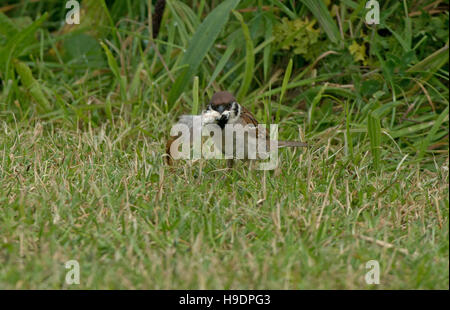 Eurasische Tree Sparrow-Passer Montanus sammelt Federn für Nistmaterial. UK Stockfoto