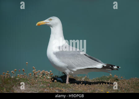 Silbermöwen-Larus Argentatus. UK Stockfoto