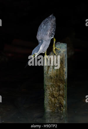 Porträt der quergestreiften (kleine) Reiher - Butorides Striata - thront auf alten hölzernen Pfosten, auf der Suche nach unten ins Wasser unten, mit dunklem Hintergrund Stockfoto
