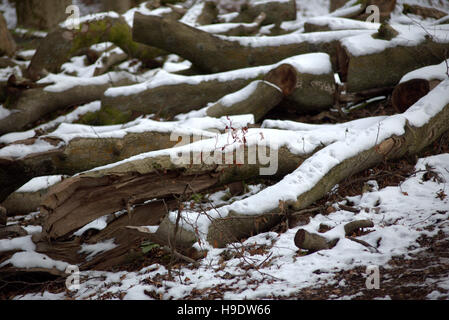 Schnee bedeckt, Protokolle oder Baumstämme oder Äste Stockfoto
