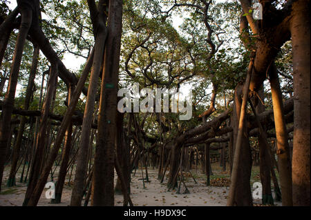 Gedanken zu 250 Jahre alt werden, dem großen Banyan ist ein Baum in howrah, Kalkutta wächst, dass die breiteste Vordach von jedem Baum in der Welt bekannt. Stockfoto