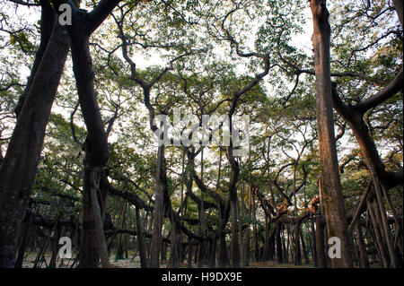 Gedanken zu 250 Jahre alt werden, dem großen Banyan ist ein Baum in howrah, Kalkutta wächst, dass die breiteste Vordach von jedem Baum in der Welt bekannt. Stockfoto