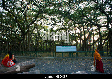 Gedanken zu 250 Jahre alt werden, dem großen Banyan ist ein Baum in howrah, Kalkutta wächst, dass die breiteste Vordach von jedem Baum in der Welt bekannt. Stockfoto