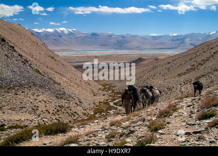 Eine Karawane von Ponys und Männer, die ihren Weg in Richtung Rupshu Tal in Ladakh. Stockfoto