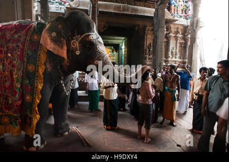 Ein Elefant Segnungen zu geben, Anhänger an der meenakshi Amman Tempel in Madurai, Indien. Stockfoto