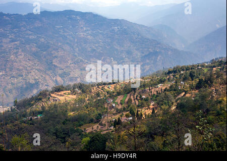 Kleine Betriebe den Ausläufern des Himalaya in Sikkim, Indien. Sikkim ist das weltweit erste zertifizierte ökologische Landwirtschaft. Stockfoto