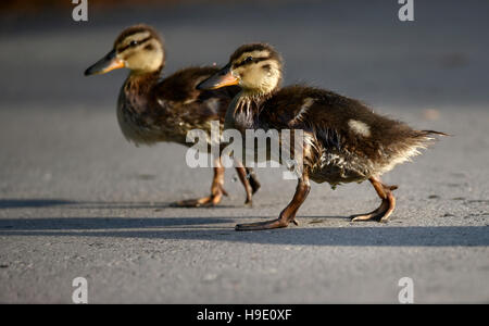 Stockente Enten (Anas Platyrhynchos), Wandern auf Asphalt, Baden-Württemberg, Deutschland Stockfoto