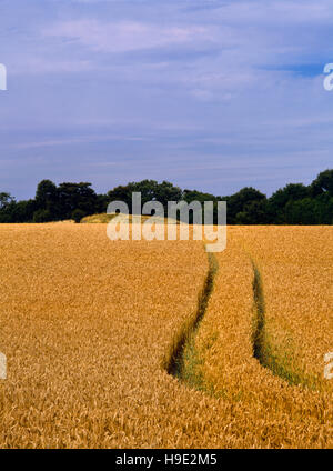 W Überblick höher, breiter E Ende Uley Long Barrow (Hetty Pegler Tump) neolithische gekammerten Grab am Rande ein Weizenfeld. Stockfoto