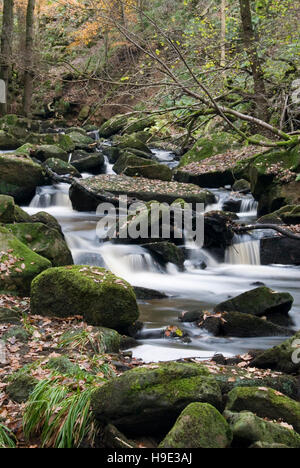 Derbyshire, Großbritannien - 24 September 2016: Burbage Bach fließt durch den felsigen Wald Tal bei padley Schlucht in den Peak District Stockfoto