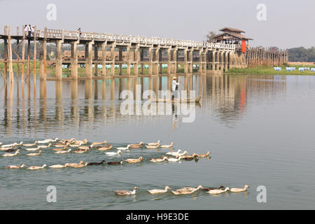Eine Ente-Züchter und seine Herde unter U Bein Brücke auf Amarapuras Taungmyo See, Region Mandalay, Myanmar Stockfoto