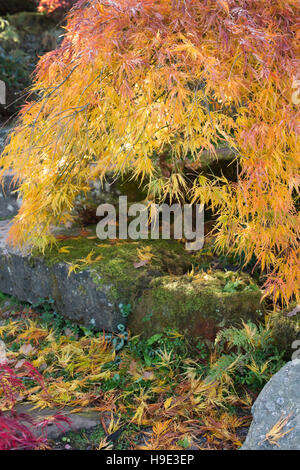 Acer Palmatum Dissectum im Herbst. Japanische Ahorn im Herbst Farbwechsel auf der Steingarten in RHS Wisley Gärten, Surrey, UK Stockfoto