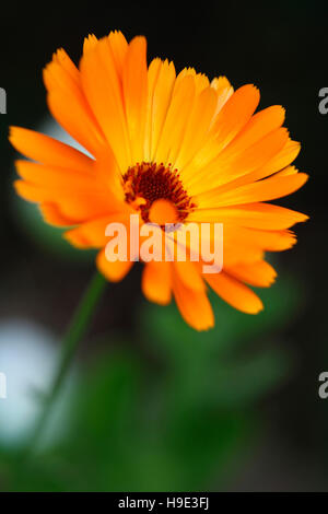 Ringelblume oder Ringelblume ein Sommer-Favorit verpackt mit Heilkraft Jane Ann Butler Fotografie JABP1725 Stockfoto