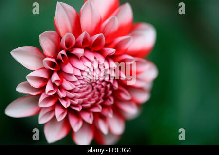neue rote Dahlie sonnenverwöhnten im Sommer... symbolisiert blumigen Sprache würde und Dankbarkeit Jane Ann Butler Fotografie JABP1713 Stockfoto