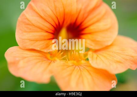 auffällige tieforange Kapuzinerkresse Blumen, produktiver Züchter, tolle Salate Jane Ann Butler Fotografie JABP1720 Stockfoto