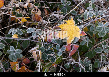 Acer Saccharum. Zucker-Ahorn Baum Blatt in eine herbstliche Frost auf Brombeeren Stockfoto