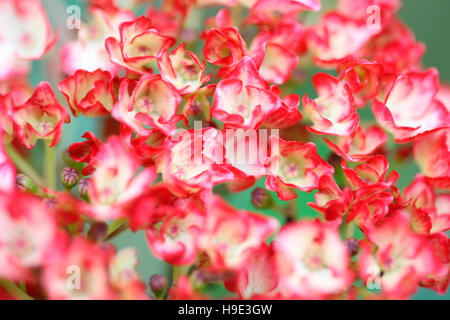 atemberaubende reichlich Hortensie Cluster von kleinen weißen Blüten mit rosa Rand Jane Ann Butler Fotografie JABP1719 Stockfoto