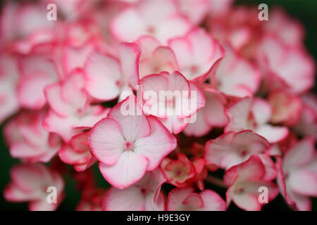 atemberaubende reichlich Hortensie Cluster von kleinen weißen Blüten mit rosa Rand Jane Ann Butler Fotografie JABP1717 Stockfoto