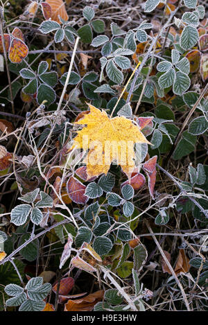 Acer Saccharum. Zucker-Ahorn Baum Blatt in eine herbstliche Frost auf Brombeeren Stockfoto