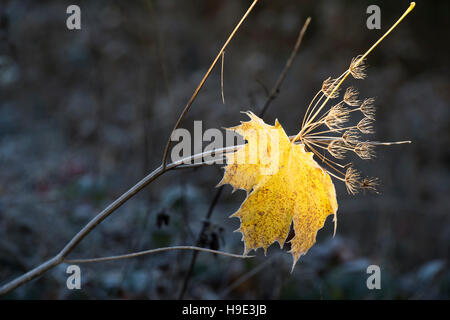 Acer Saccharum. Zucker-Ahorn Baum Blatt auf eine tote Kuh Petersilie Pflanze in einem Herbst Frost durch Morgensonne beleuchtet Stockfoto