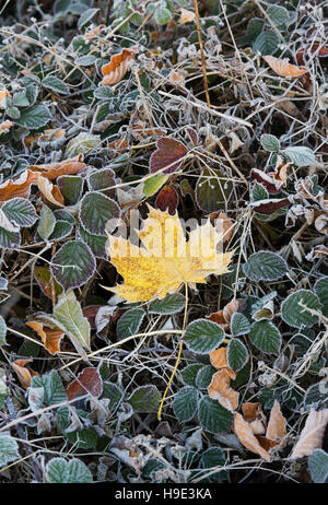 Acer Saccharum. Zucker-Ahorn Baum Blatt in eine herbstliche Frost auf Brombeeren Stockfoto