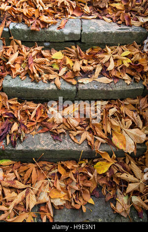 Aesculus Hippocastanum. Rosskastanie Blätter im Herbst auf steinernen Stufen. Cotswolds, England Stockfoto
