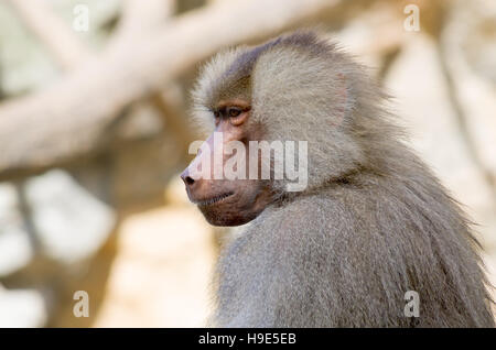 Porträt von nachdenklich Hamadryas Paviane (Papio Hamadryas), heilige Tiere im alten Ägypten. Stockfoto