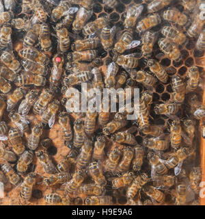 Honig-Bienen in einem Bienenstock Glas mit der Bienenkönigin markiert rot Stockfoto