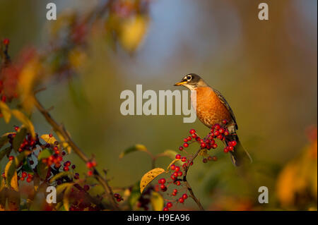 Ein American Robin hockt auf einem Ast in leuchtend roten Beeren in der schönen frühen Morgensonne auf einem knackigen fallen Morgen bedeckt. Stockfoto