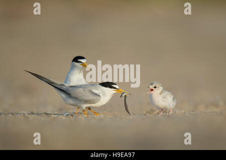 Ein niedliches Baby mindestens Tern erwartet einen großen Fisch von einem seiner Eltern am Strand an einem sonnigen Morgen. Stockfoto