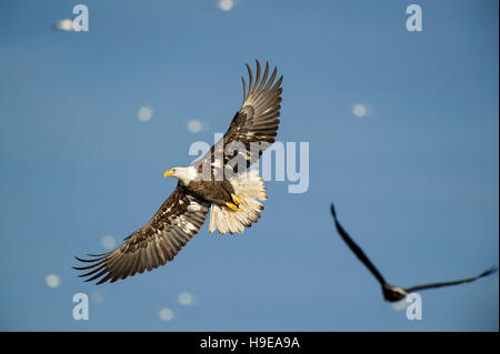 Ein Weißkopfseeadler fliegt mit seinen Flügeln weit gespreizt an einem sonnigen Tag mit einem anderen Adler und Möwen im Hintergrund. Stockfoto