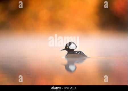 Eine männliche Hooded Prototyp schwebt auf einem ruhigen Teich mit Nebel hängen ringsum umgeben von lebendigen Herbstfarben. Stockfoto