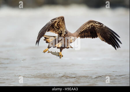 Eine juvenile Weißkopfseeadler fliegt niedrig über dem Wasser nur nach packte einen Fisch in seinen großen gelben Krallen. Stockfoto