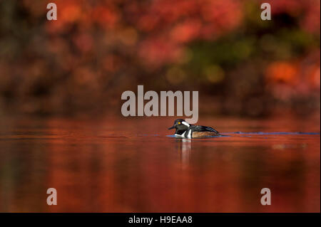 Eine männliche Hooded Prototyp schwimmt auf einem Teich an einem sonnigen Morgen mit lebendigen rot Herbstfarben, die ihn umgibt. Stockfoto