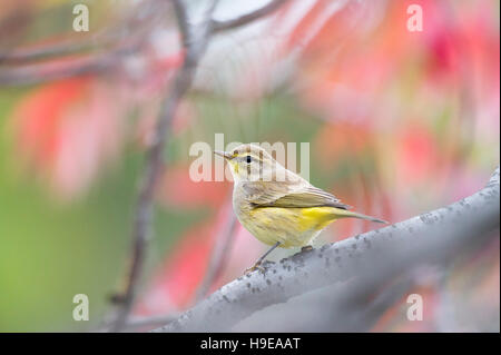 Ein Palm Warbler sitzt hoch auf einem Zweig vor roten Blätter im Herbst. Stockfoto