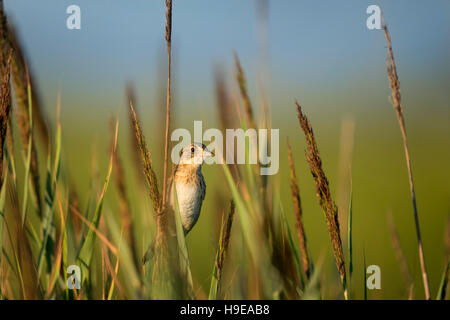 Ein Meer Spatz sitzt hoch auf Sumpfgras in der Morgensonne. Stockfoto