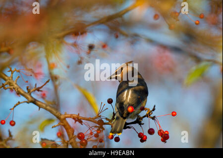 Eine Zeder Seidenschwanz Blicke über den Rücken, die Maske zu zeigen, wie sie sitzt thront auf einem Zweig der roten Beeren in den frühen Morgenstunden. Stockfoto