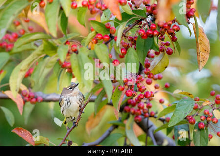 Ein gelb-Psephotus Warbler Sitzstangen in einem Baum mit leuchtend roten Beeren gefüllt und einige bunte Herbstlaub. Stockfoto