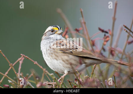 Ein White – Throated Spatz befindet sich in einem Busch Zweige thront, wie die weiche Morgen vor einem glatten grünen Hintergrund Sonnenschein. Stockfoto